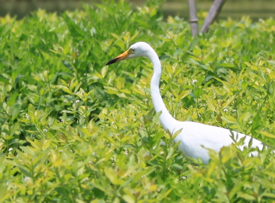 白鹭04.jpg