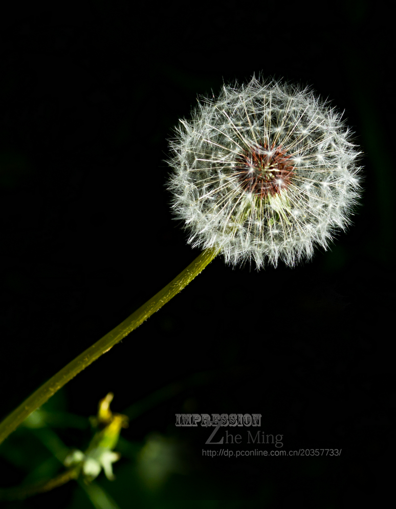 蒲公英.jpg