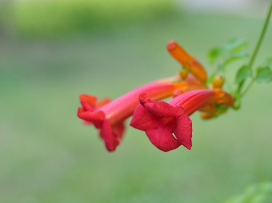 DSC_0058.JPG