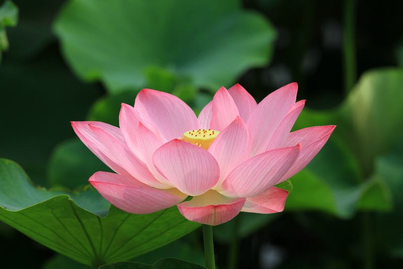 曲江拍花 048.jpg