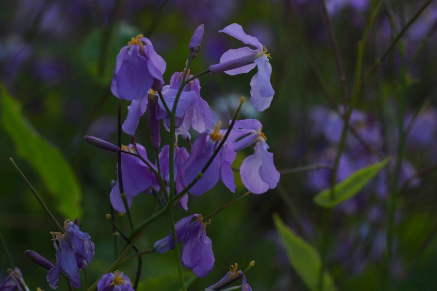 调整大小 IMG_8154d.jpg