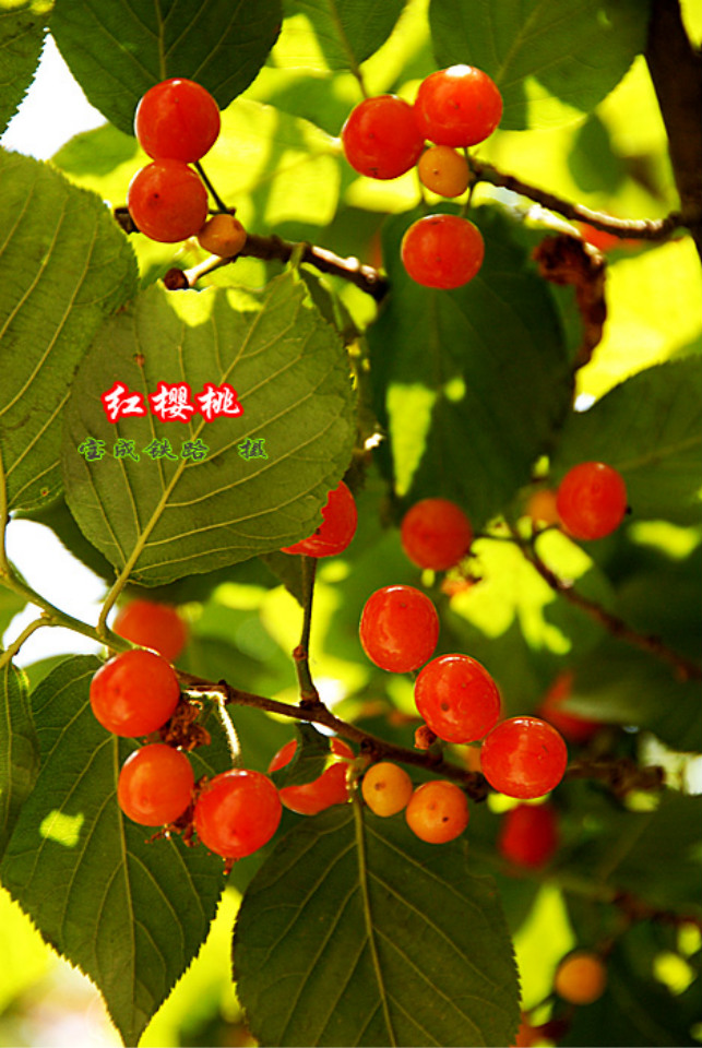 樱桃 (6).jpg