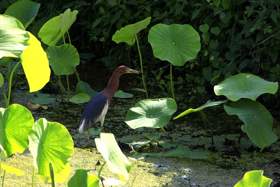 蜓蜓 191A.jpg