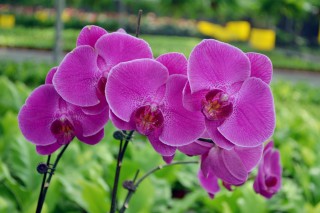 DSC_1256.jpg