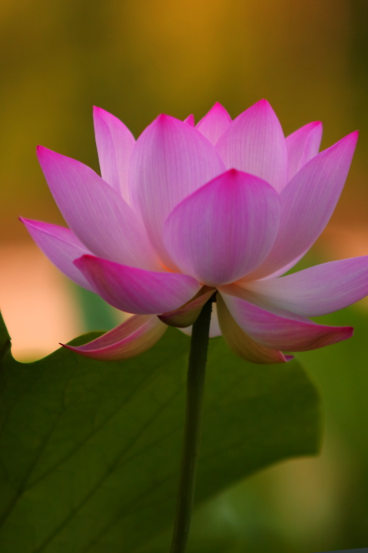 IMG_7803 拷贝01.JPG