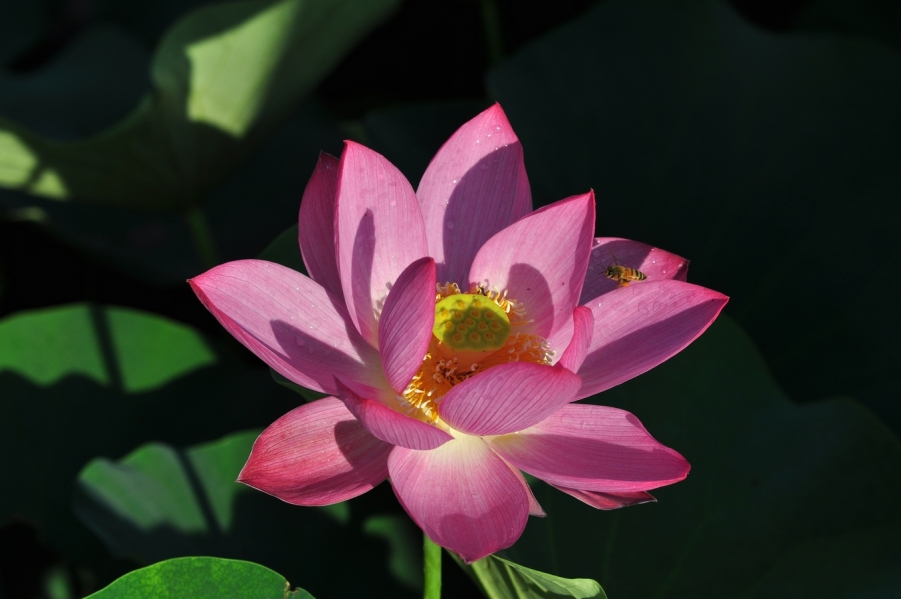 DSC_0399.JPG