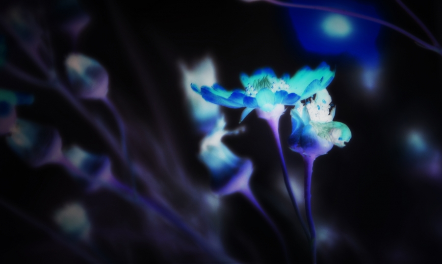 DSCF0011.jpg