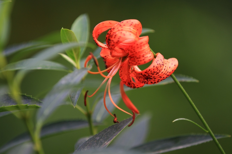 黄山旅游照片 999.jpg