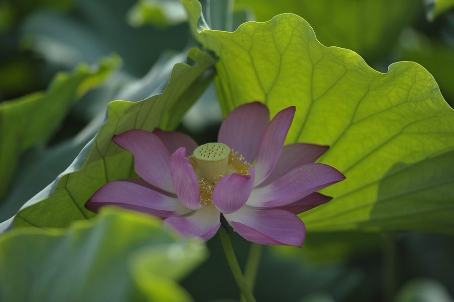 c_DSC3036.jpg