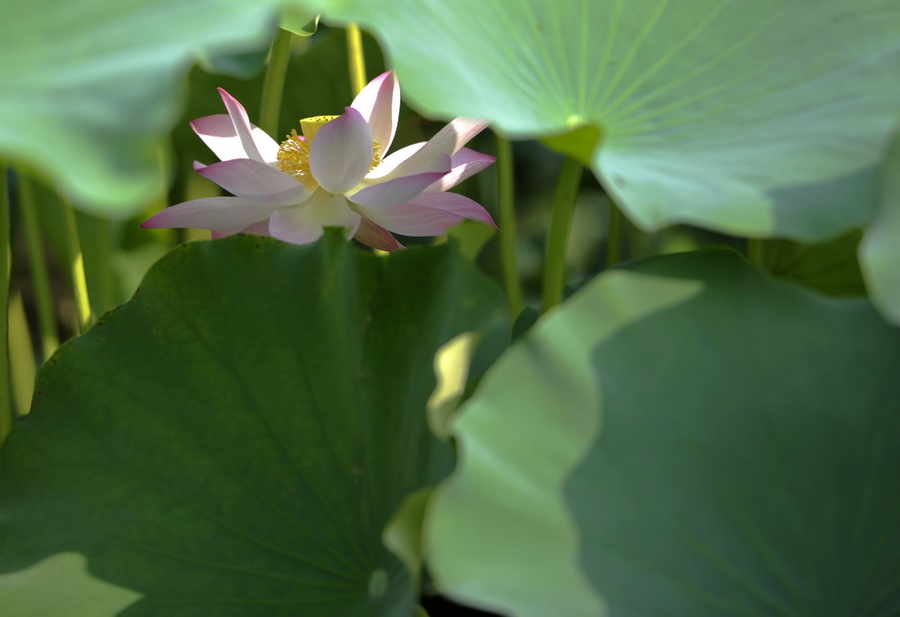 c_DSC3056.jpg