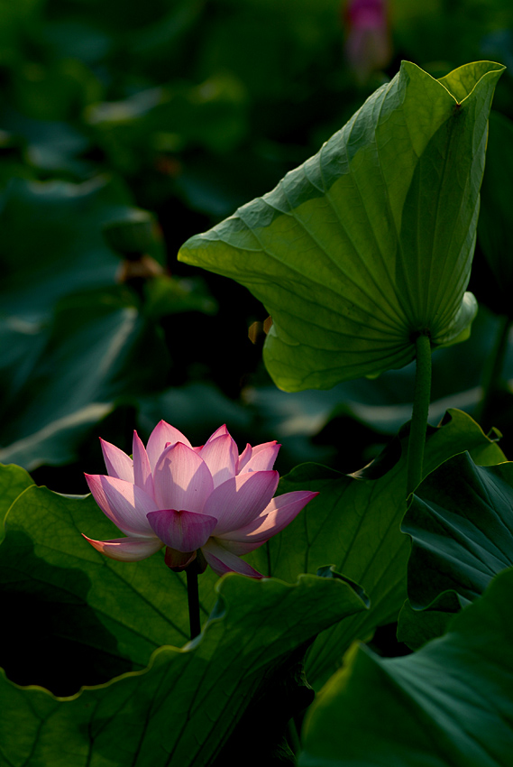 丰庆公园拍荷花. (6).jpg