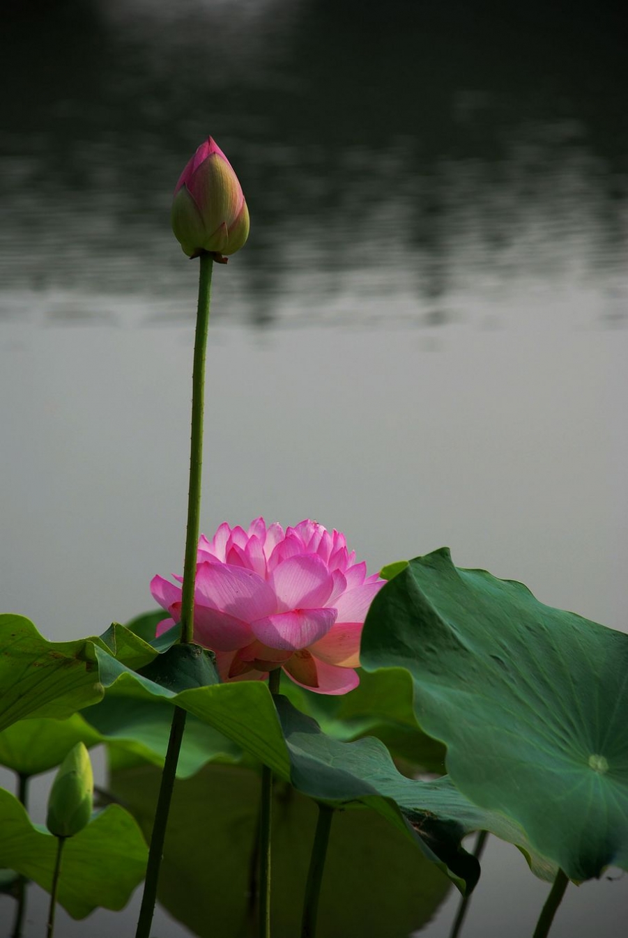 DSC_0516.JPG