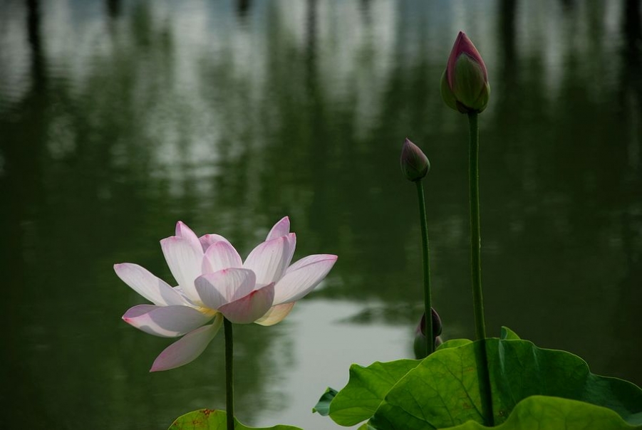 DSC_0522.JPG