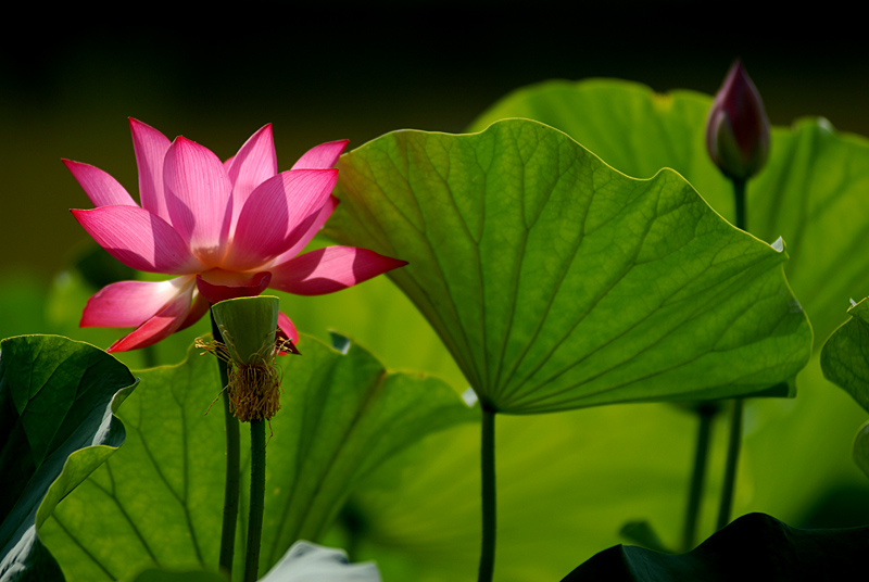 丰庆荷花 二 (4).jpg