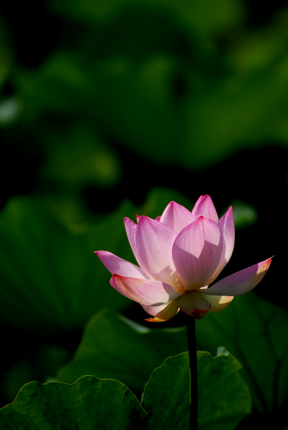 丰庆荷花 二 (9).jpg