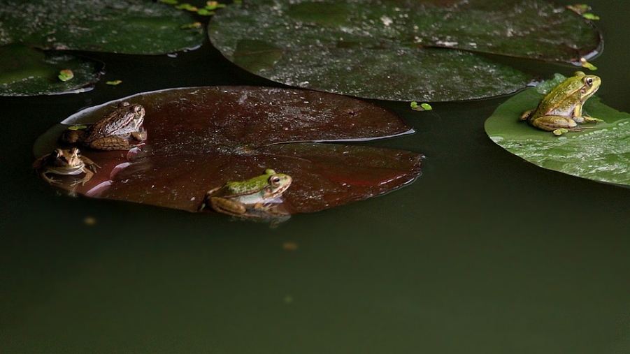 青蛙王国 281A_副本.jpg