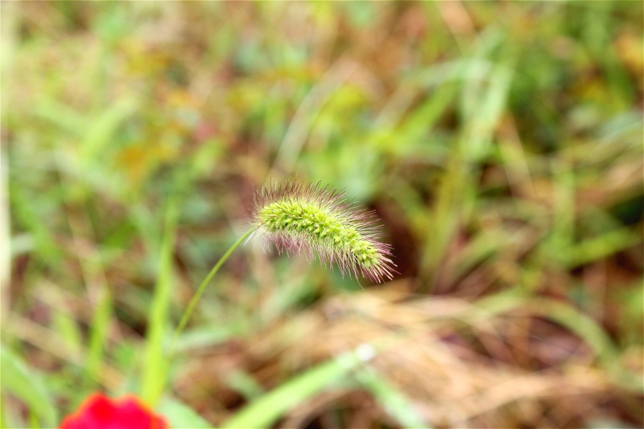 照片 050_meitu_11.jpg