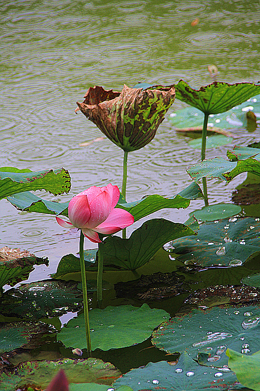 公园 027_副本.jpg