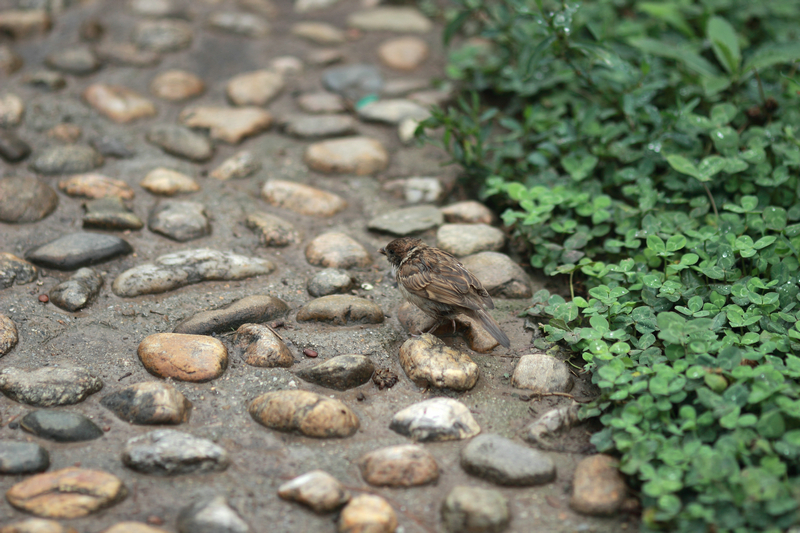 20120704雨后45.JPG