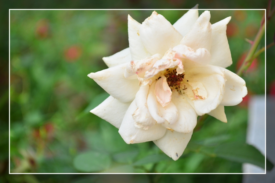 百花11.jpg