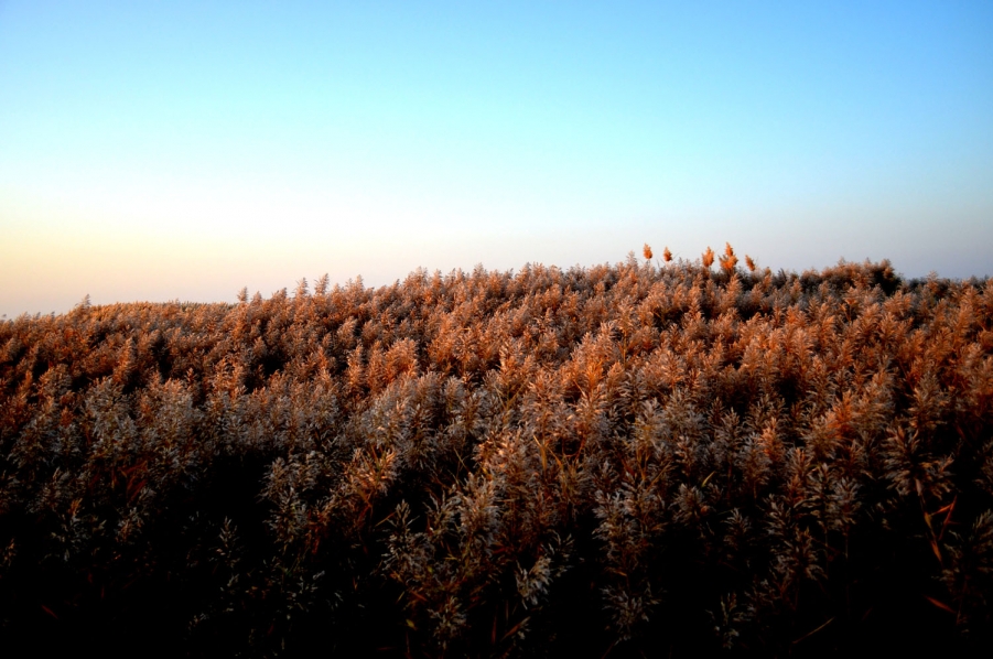 DSC_0411.jpg
