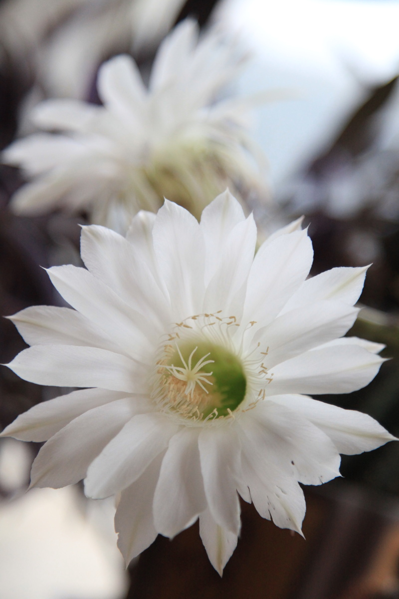 仙人球 昙花一现