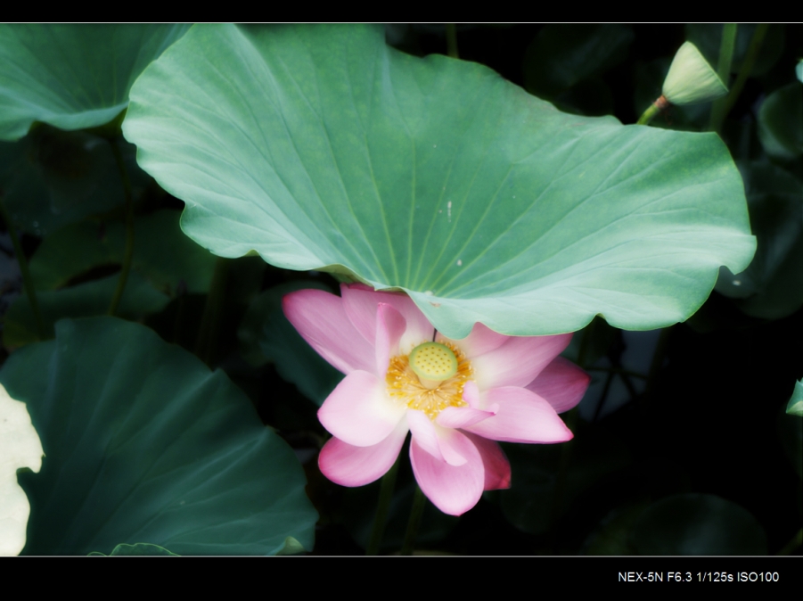 DSC05911.jpg