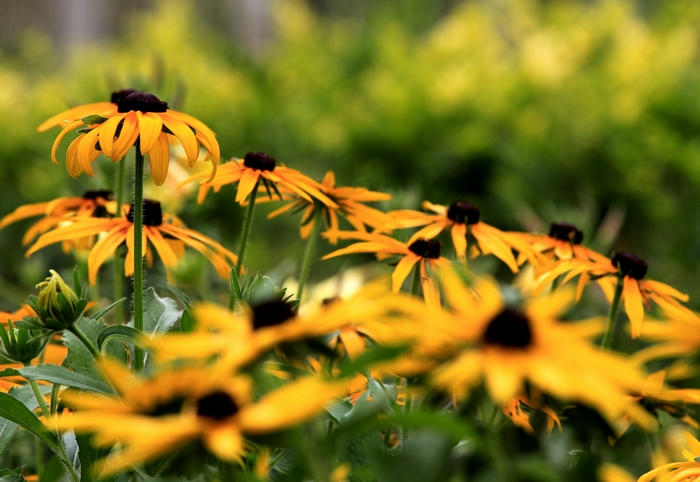 _MG_8866.jpg