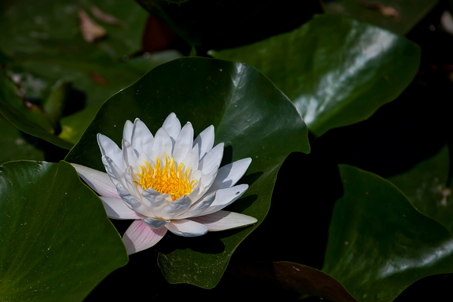 DPP_0003.JPG