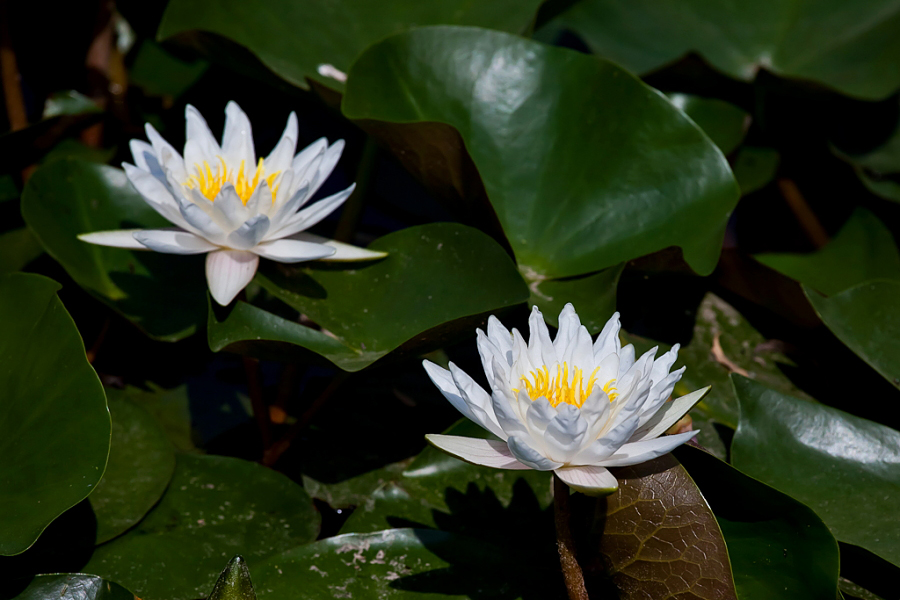 DPP_0008.JPG