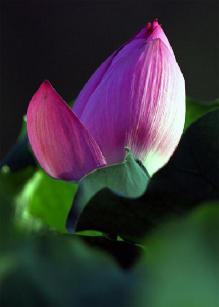 3,“羞羞答答含而不=.jpg