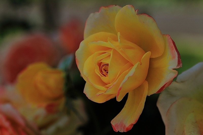 IMG_7289DPP_.jpg