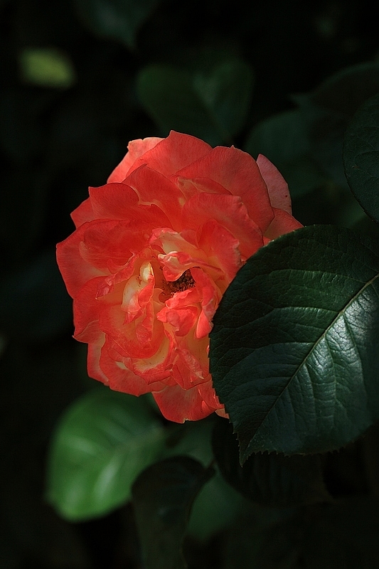 IMG_7307DPP_.jpg
