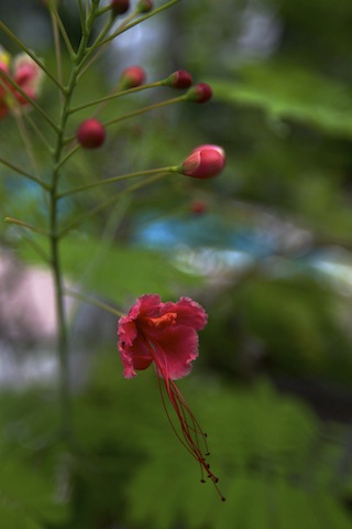 _MG_1703.jpg