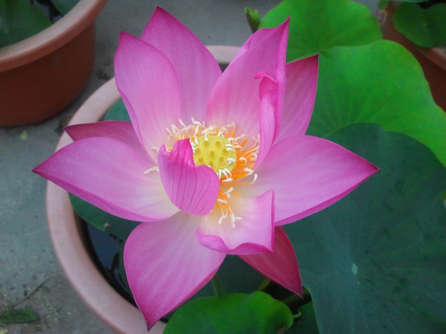 荷花