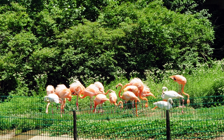 这里的火烈鸟异常漂亮