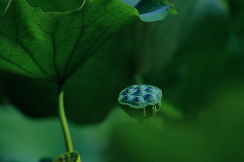 IMG_803101.JPG