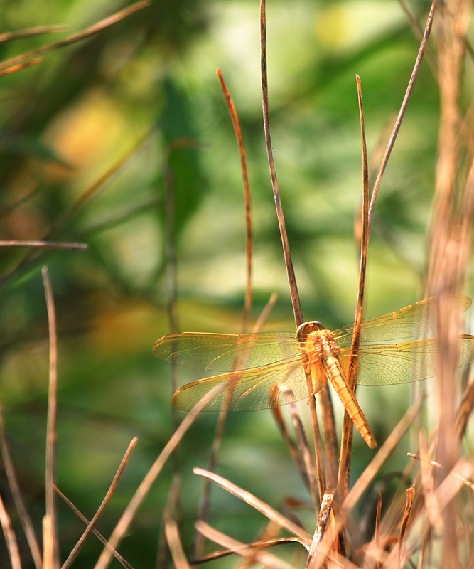 蜻蜓05_副本.jpg