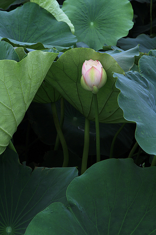 荷韵 023_副本.jpg