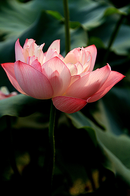 户县 042_副本.jpg