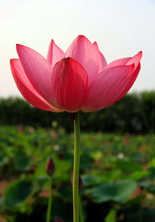 户县 051_副本.jpg