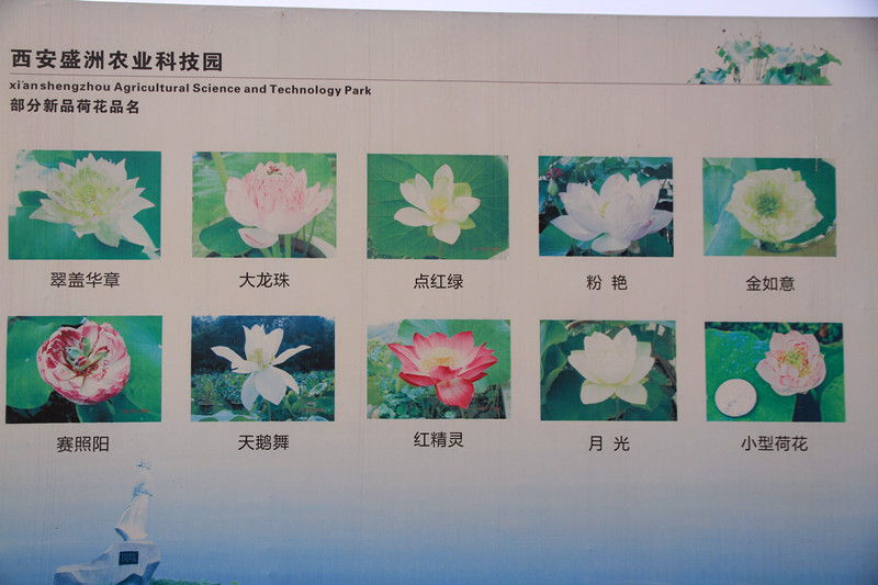 户县 056_副本.jpg