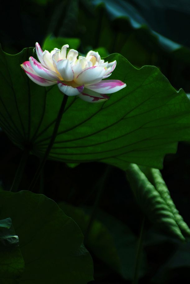 DSC_0387.JPG