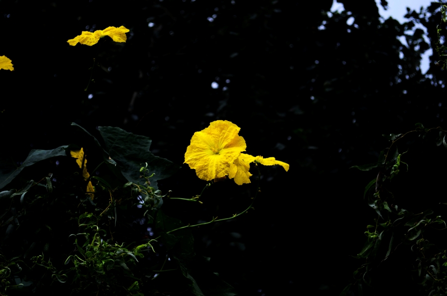 DSC_4217.JPG