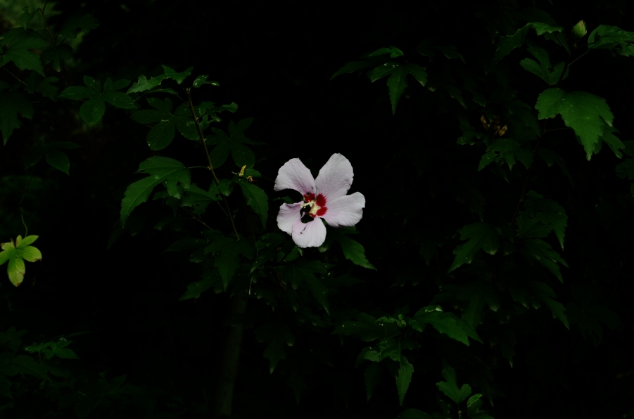 DSC_4224.JPG