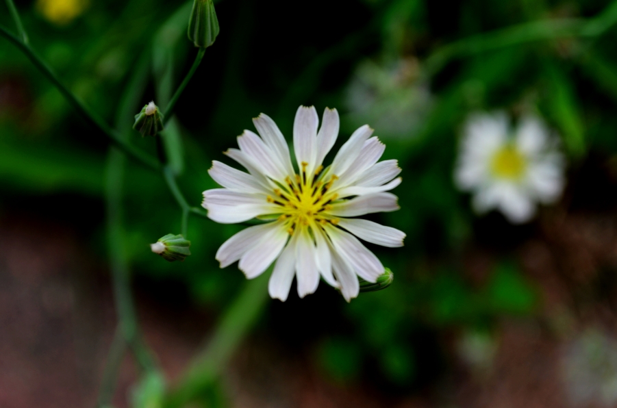 DSC_4253.JPG