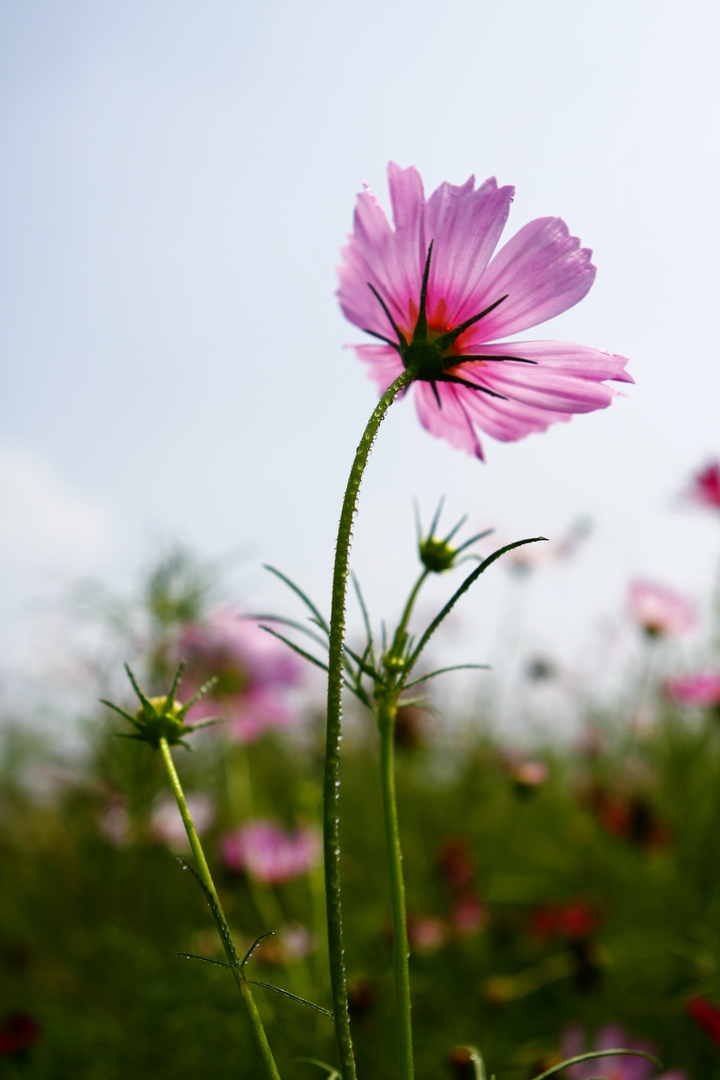 _MG_9387.JPG