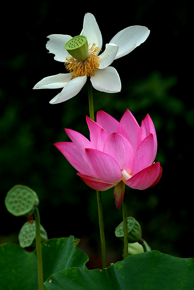 荷花. (50).jpg