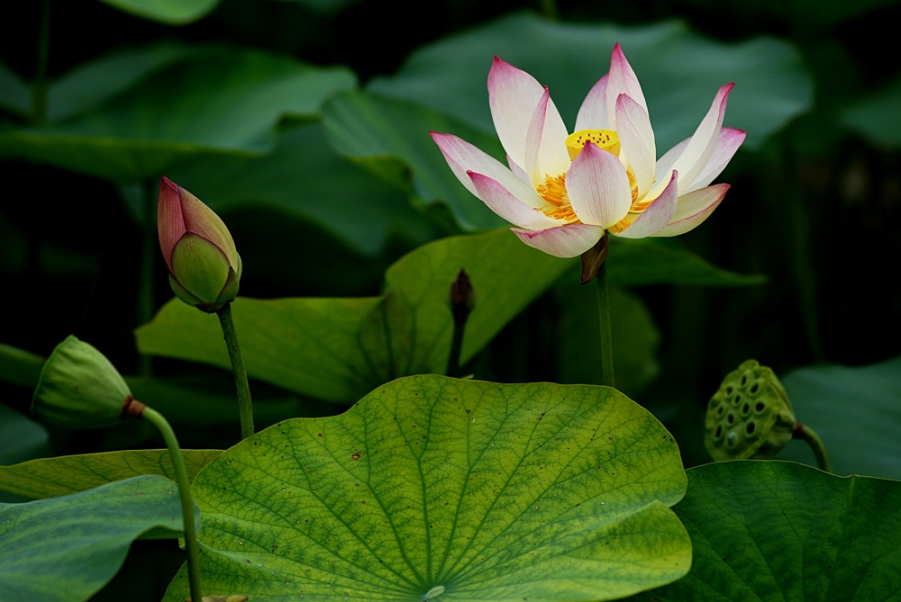 荷花. (37).jpg