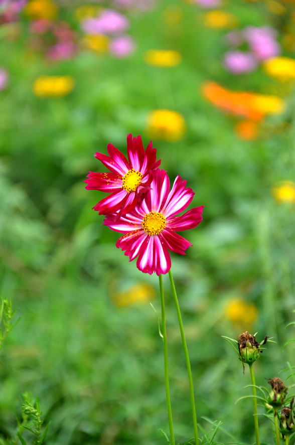 DSC_0209.JPG